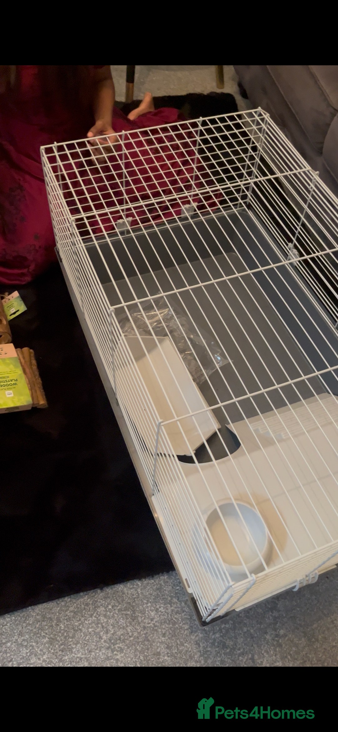 Guinea Pig rodents for sale: 2 Cute Male Guinea Pigs &Complete Kit – Like New - Image 4