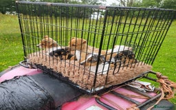 Jack Russell dogs for sale: Merle, red, black and tan JRT puppies in Carmarthen - Image 3