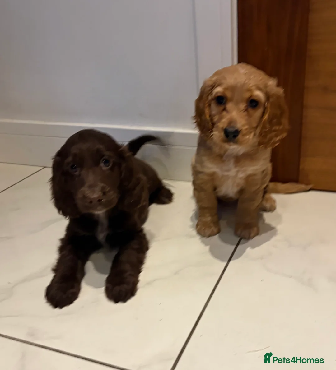 Cockapoo dogs for sale: F1B Cockapoo Puppies - Advert 7