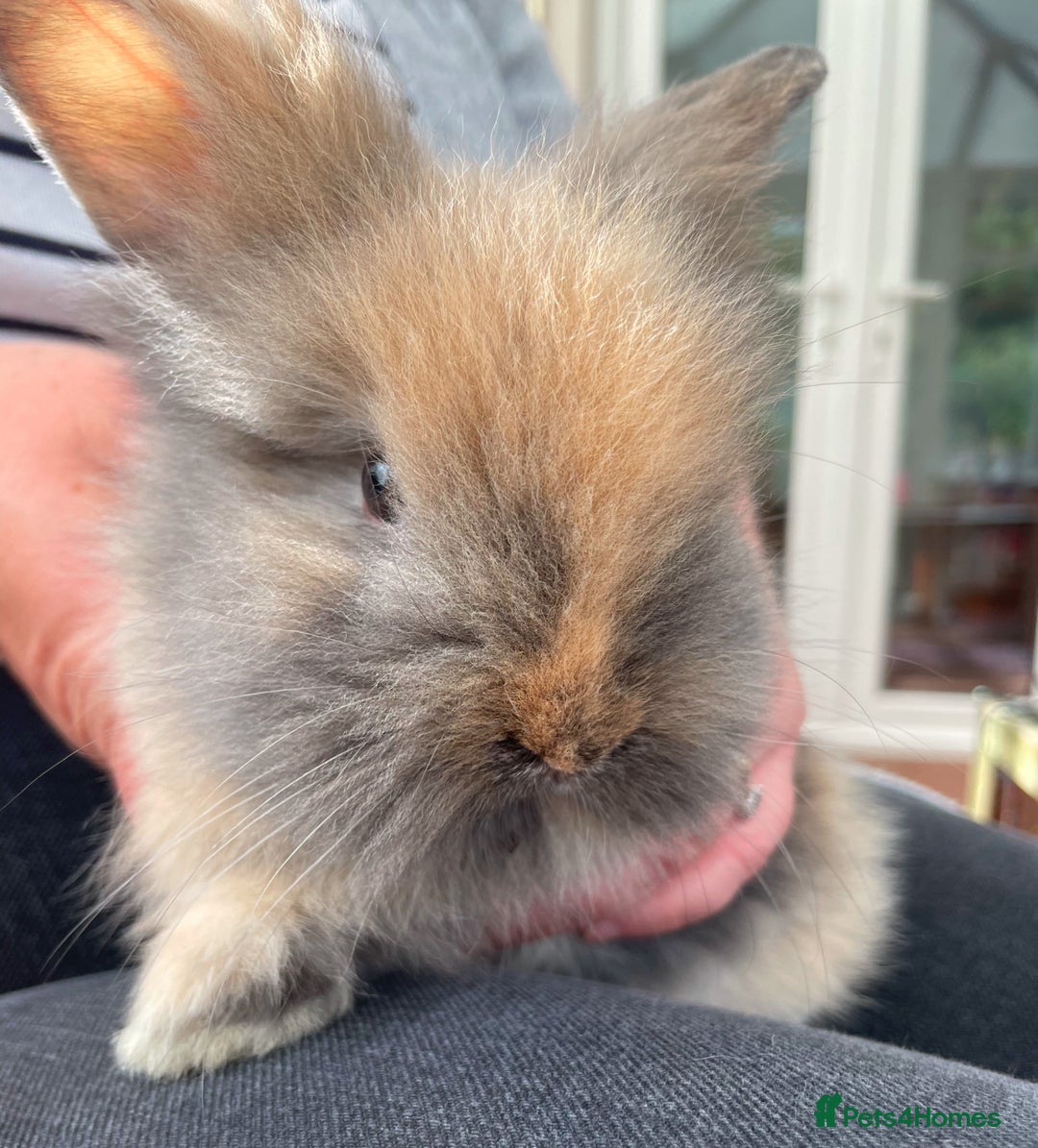 Lionhead rabbits for sale: Stunning Lionhead rabbits  - Image 2