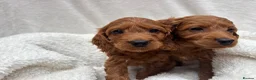 Cavapoo dogs for sale: Cavapoo puppies - Advert 1