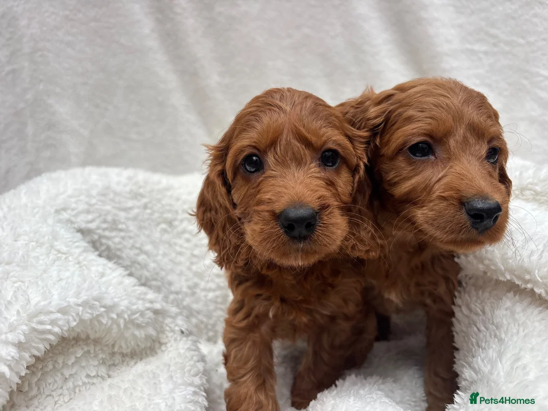 Cavapoo dogs for sale: Cavapoo puppies - Advert 1
