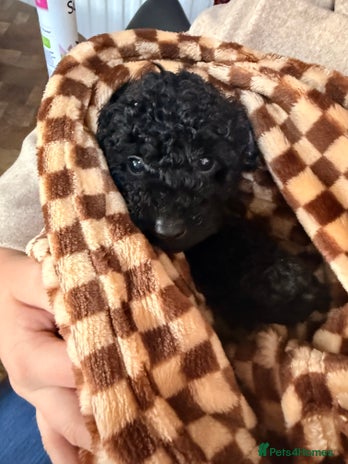 Cockapoo dogs - Advert 6