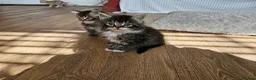 Mixed Breed cats for sale: Five eight week old kittens - Advert 10