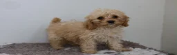 Cavapoo dogs for sale: Cavapoo Puppies  - Advert 22