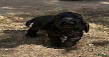 Cocker Spaniel dogs - Advert 5