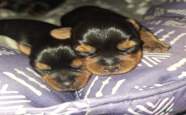 Yorkshire Terrier dogs - Advert 1