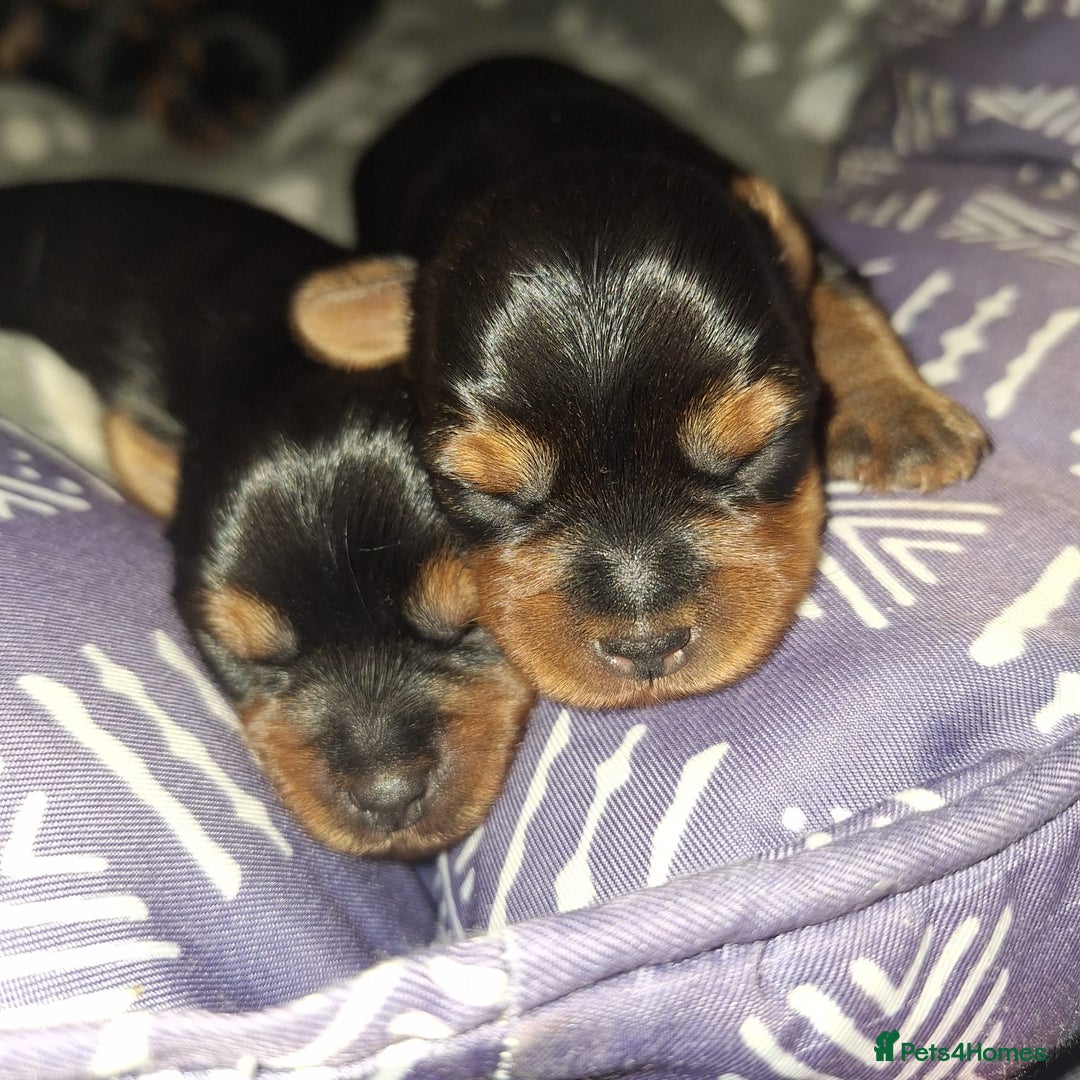 Yorkshire Terrier dogs for sale: Yorkshire Terrier Puppies – Ready 24 Dec - Image 1