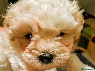 Maltipoo dogs - Advert 5