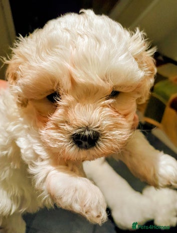 Maltipoo dogs - Advert 3