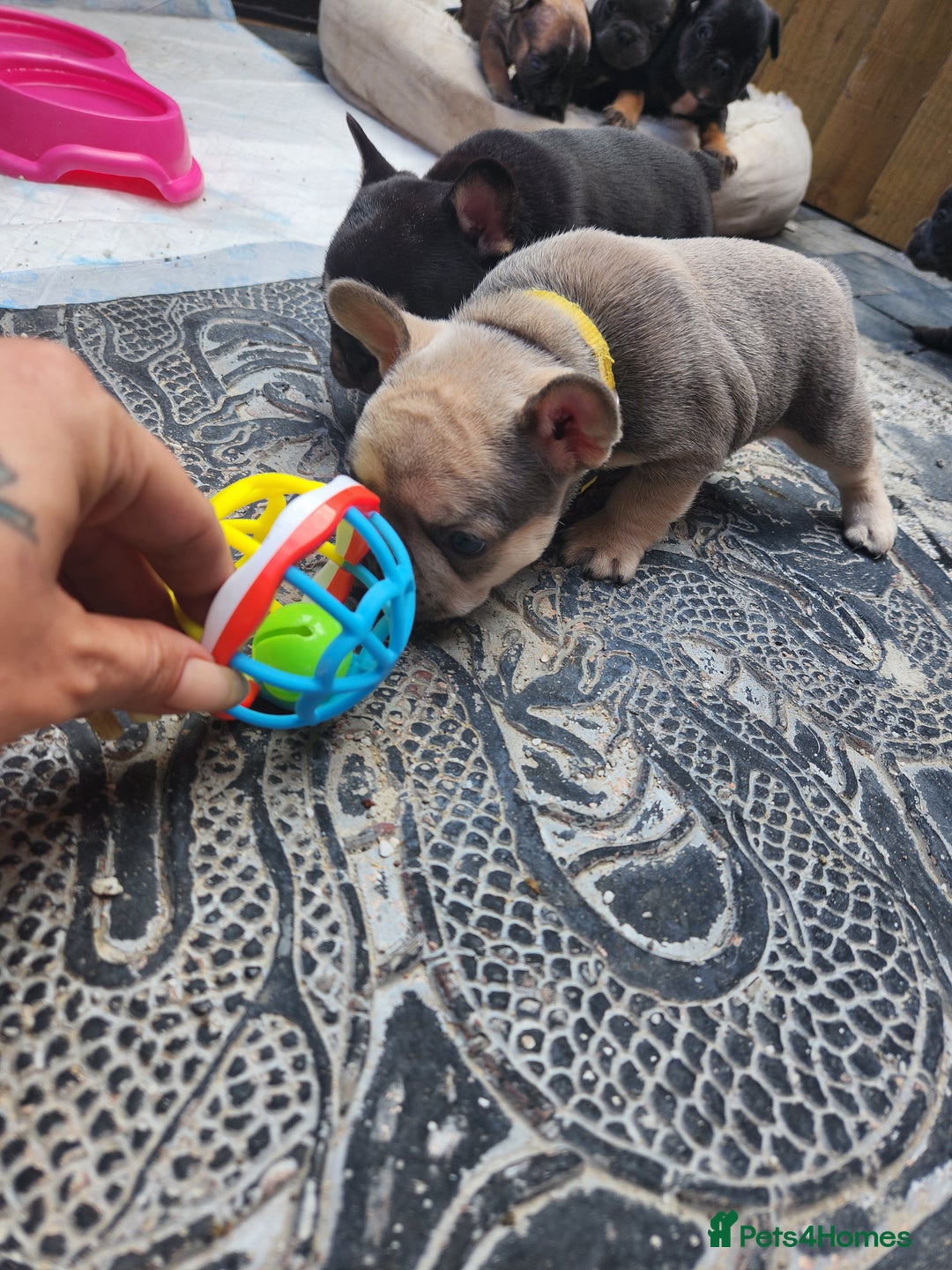 French Bulldog dogs for sale: French bulldog pups  - Image 13