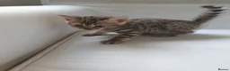 Bengal cats for sale: Stunning Bengal kittens for sale - Advert 22