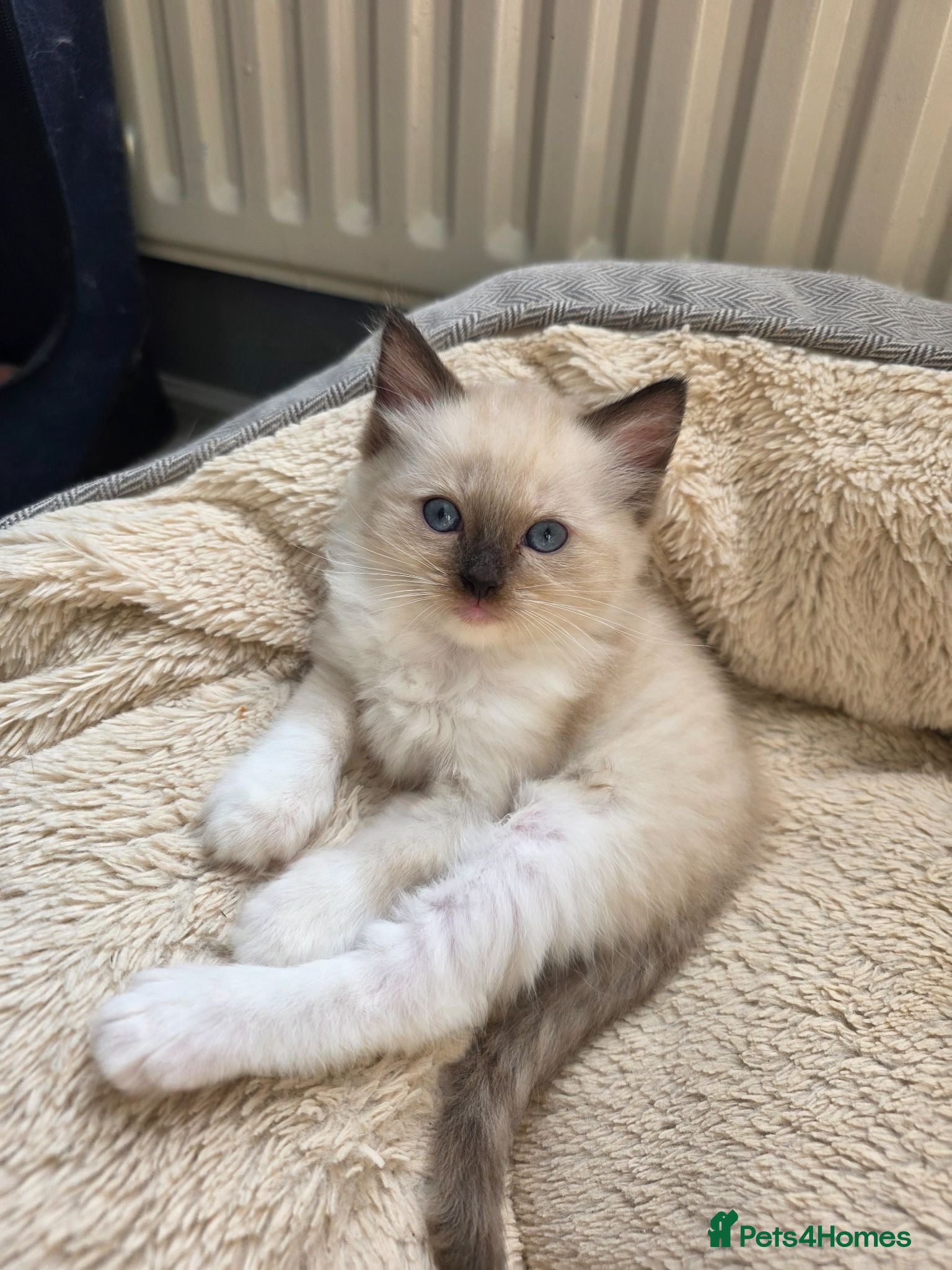 Ragdoll cats Pure Ragdolls kittens.Ready for pickup now😻🙀 - Advert 1
