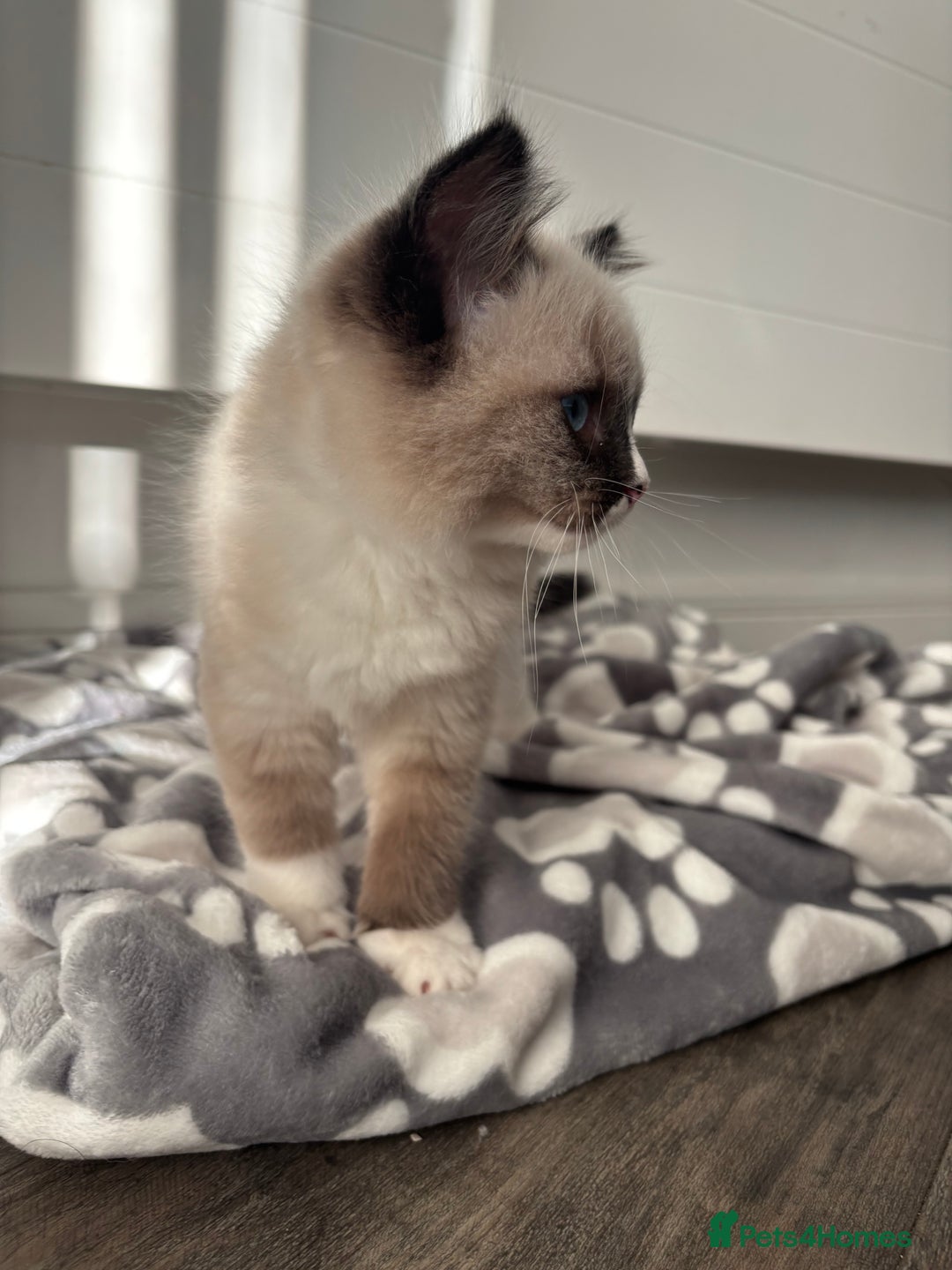 Ragdoll cats for sale: Tilbury  - Advert 2