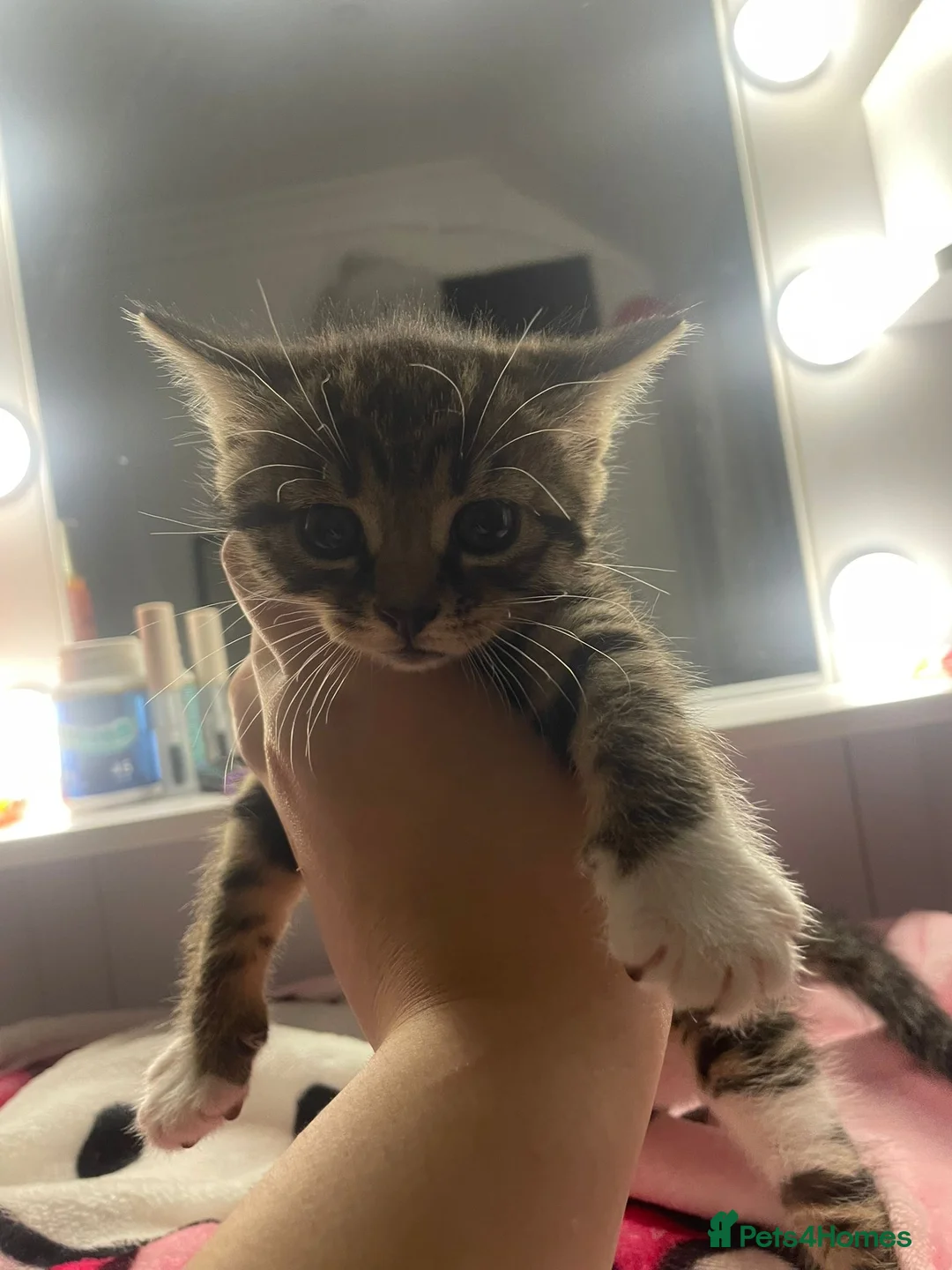 Domestic Shorthair cats for sale: Kittens  - Advert 4