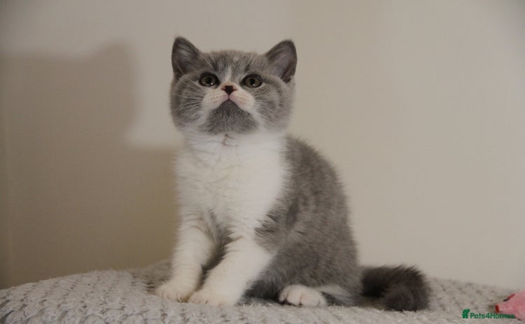 British Shorthair cats - Advert 1