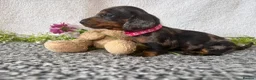 Miniature Dachshund dogs for sale: KC pedigree Mini Dachshund puppies - Advert 27