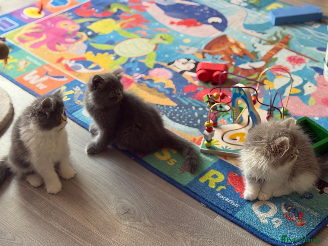 Persian cats for sale: Kitten  - Image 5