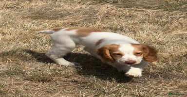Cocker Spaniel dogs - Advert 6