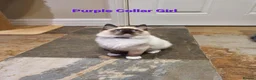 Ragdoll cats for sale: 💖Beautiful GCCF Registered Ragdoll Kittens. - Advert 17