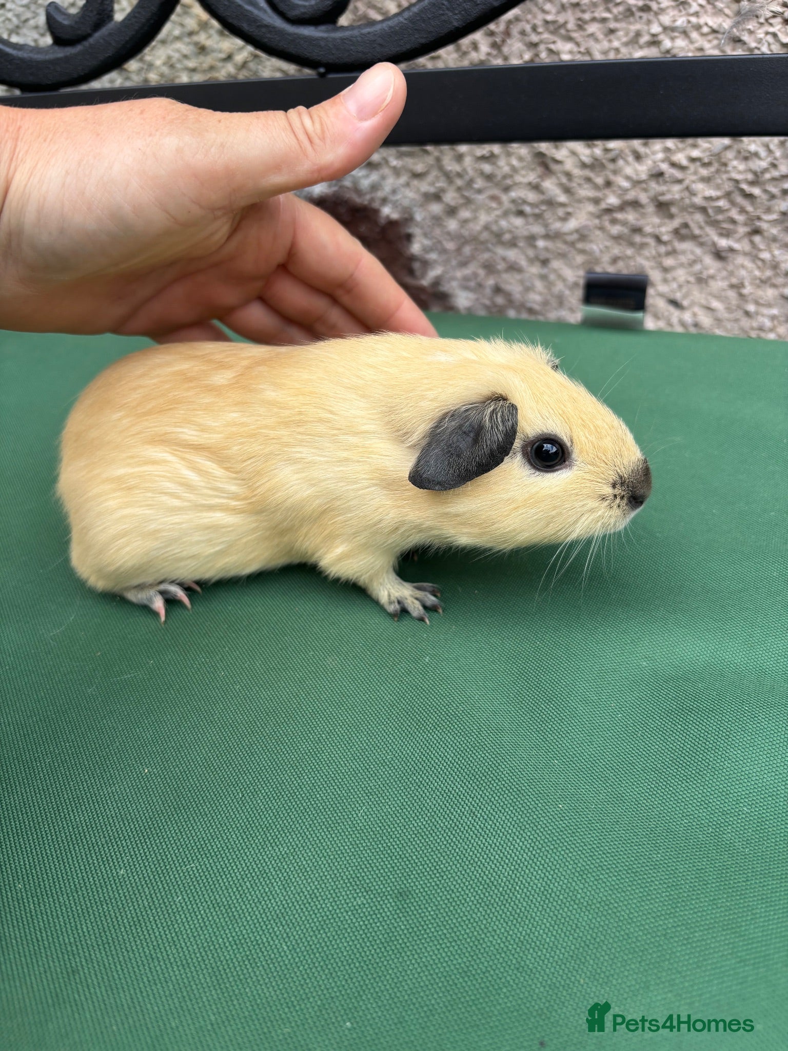 Guinea Pig rodents for sale: Baby guinea pigs  - Advert 1