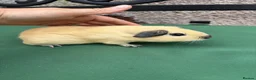 Guinea Pig rodents for sale: Baby guinea pigs  - Advert 1
