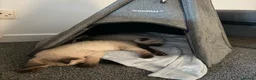 Siamese cats for sale: 2 Beautiful Siamese Kittens 🐱❤️ - Advert 5