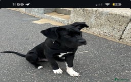 Mixed Breed dogs for sale: Cane corso x Rottweiler  - Image 2