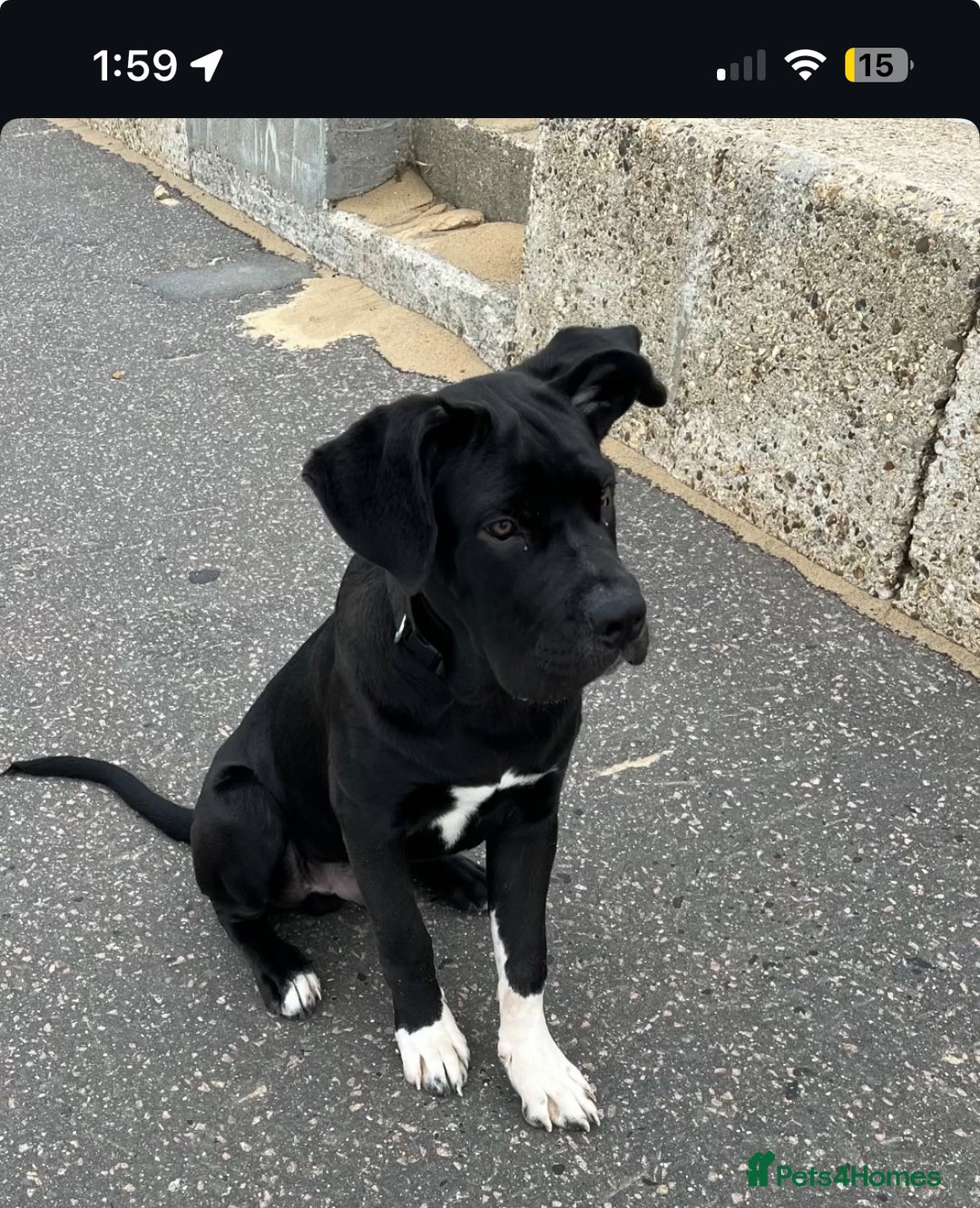 Mixed Breed dogs for sale: Cane corso x Rottweiler  - Image 2