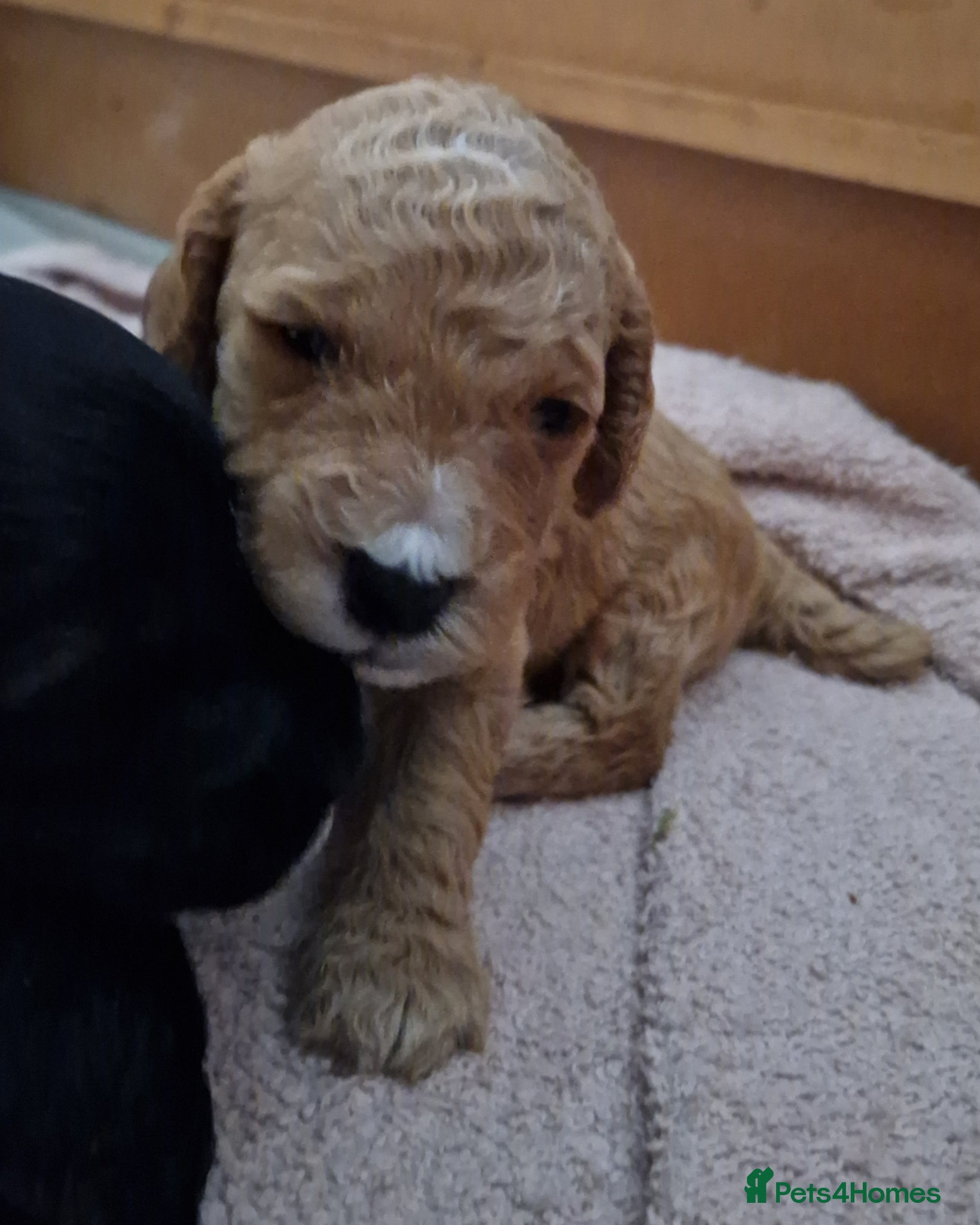 Cockapoo dogs Cockapoo puppies for sale - Advert 20