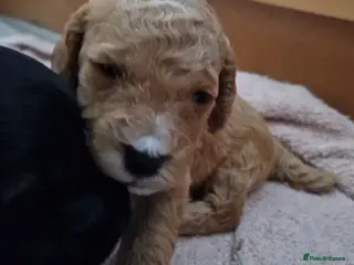 Cockapoo dogs Cockapoo puppies for sale - Advert 20