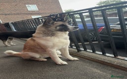 Akita dogs for sale: American Akita for adoption - Image 4