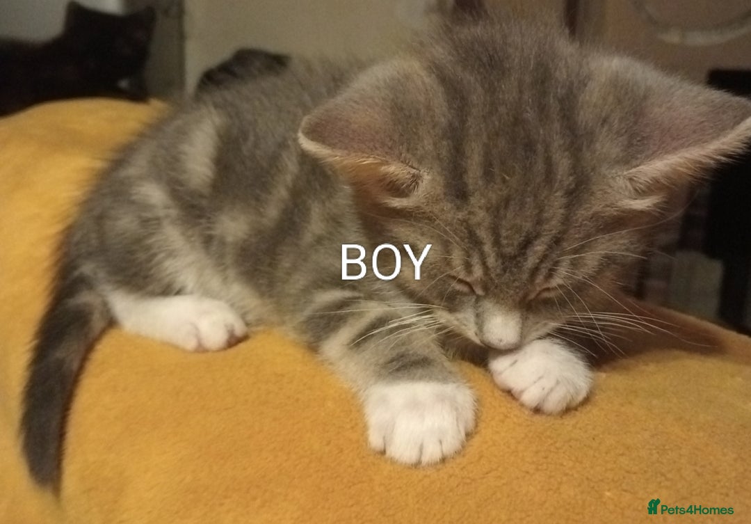 Bengal cats for sale: BENGAL x BRITISH SHORT HAIR  - Image 4