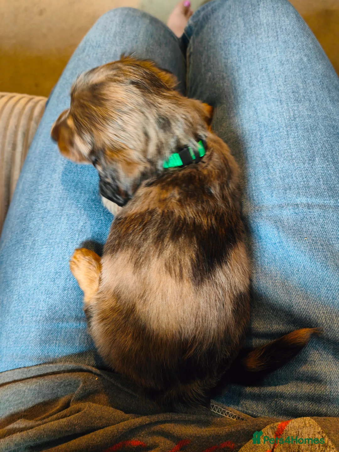 Miniature Dachshund dogs for sale: Long haired miniature dachsund  - Advert 2