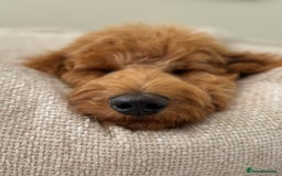 Goldendoodle dogs for stud: Showstopper Goldendoodle for stud - Image 7