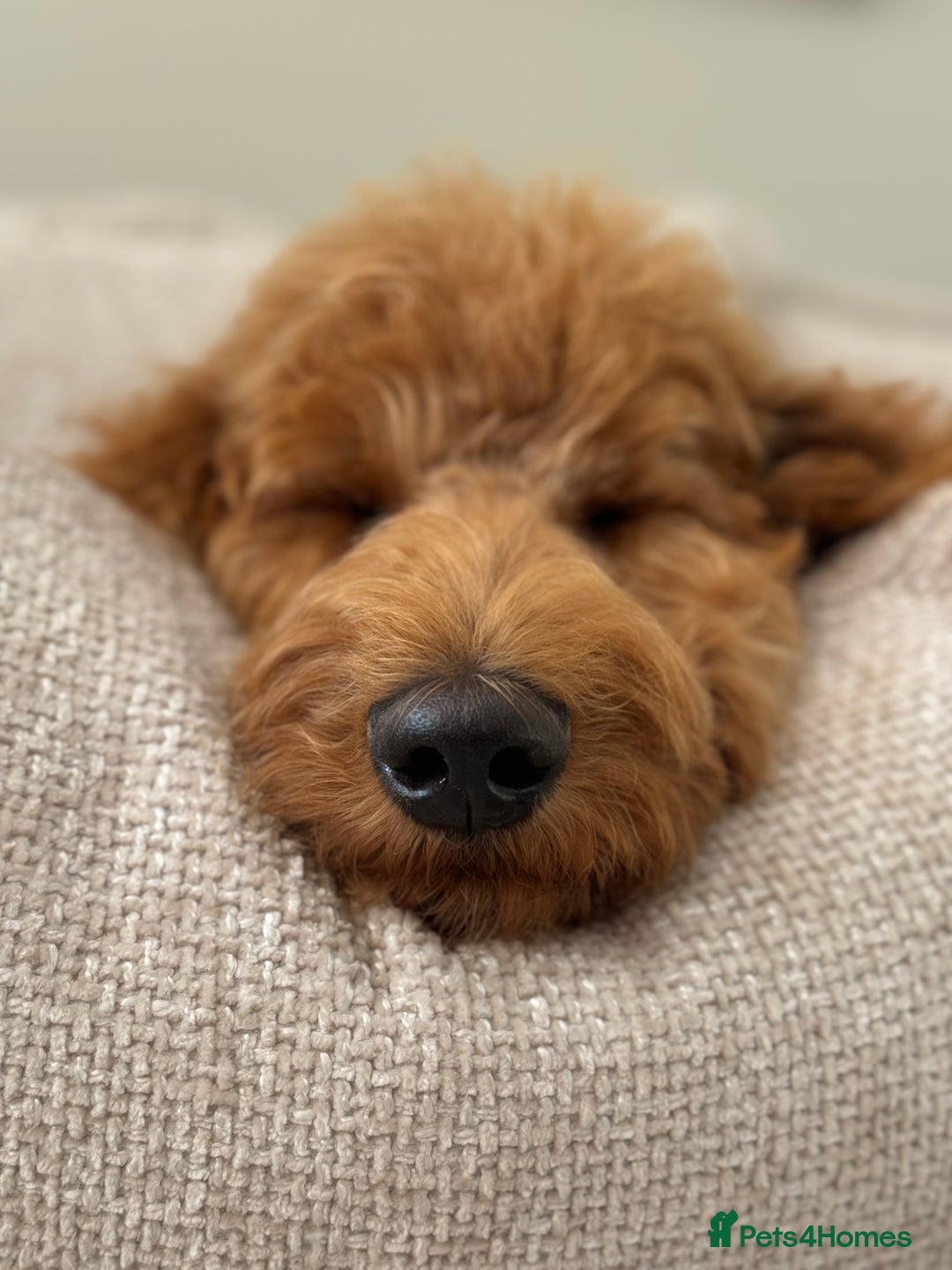 Goldendoodle dogs for stud: Showstopper Goldendoodle for stud - Image 7