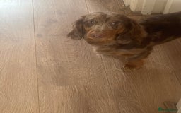 Dachshund dogs for sale: REHOME - Image 2