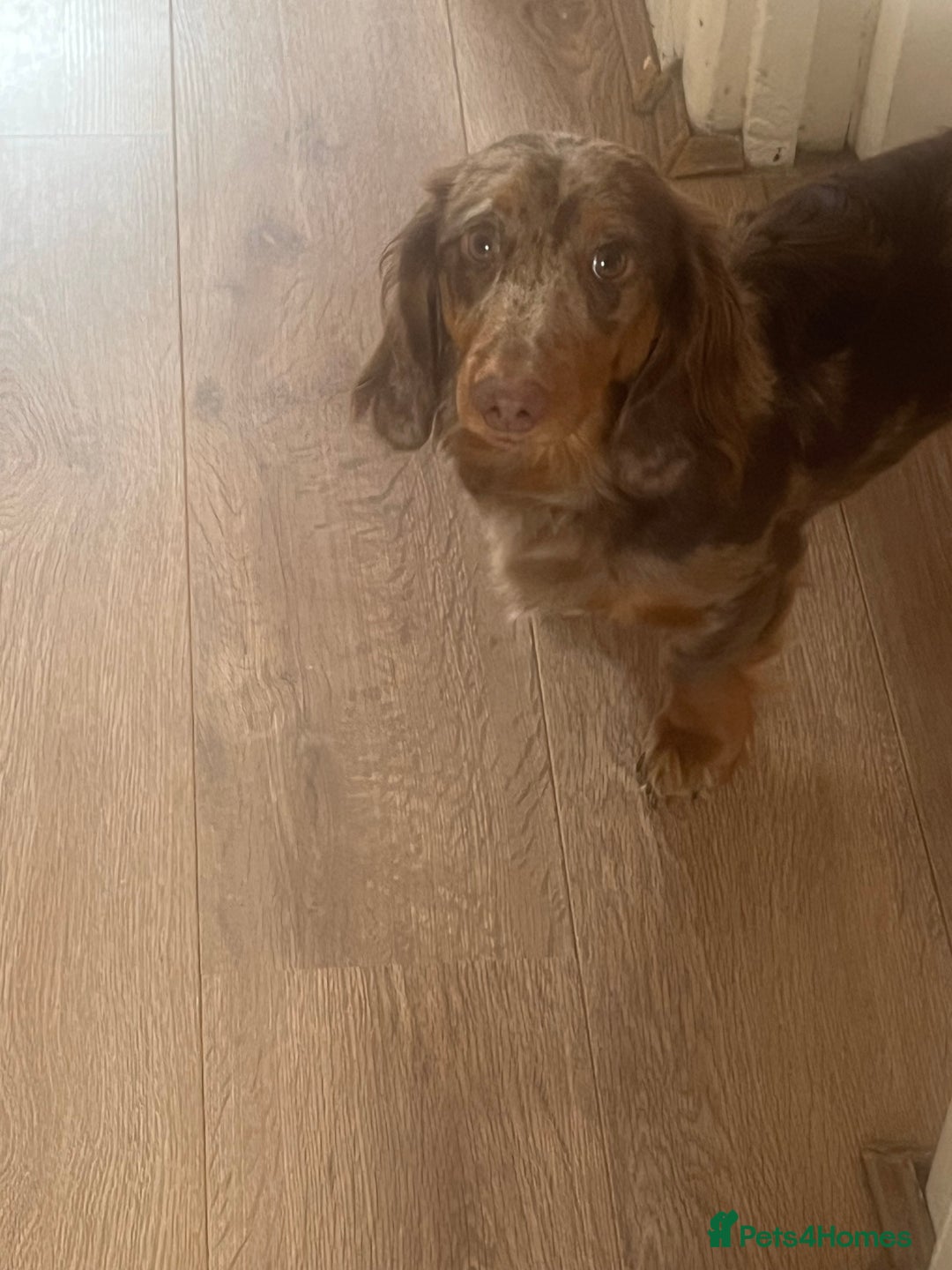 Dachshund dogs for sale: REHOME - Image 2