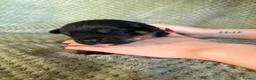 Rottweiler dogs for sale: Outstanding rottweiler puppies - Advert 5