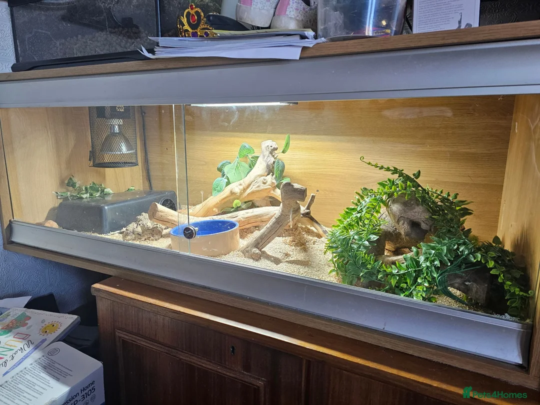 Bearded Dragon reptiles for sale: Bearded dragon and corn snake withbset ups - Advert 8