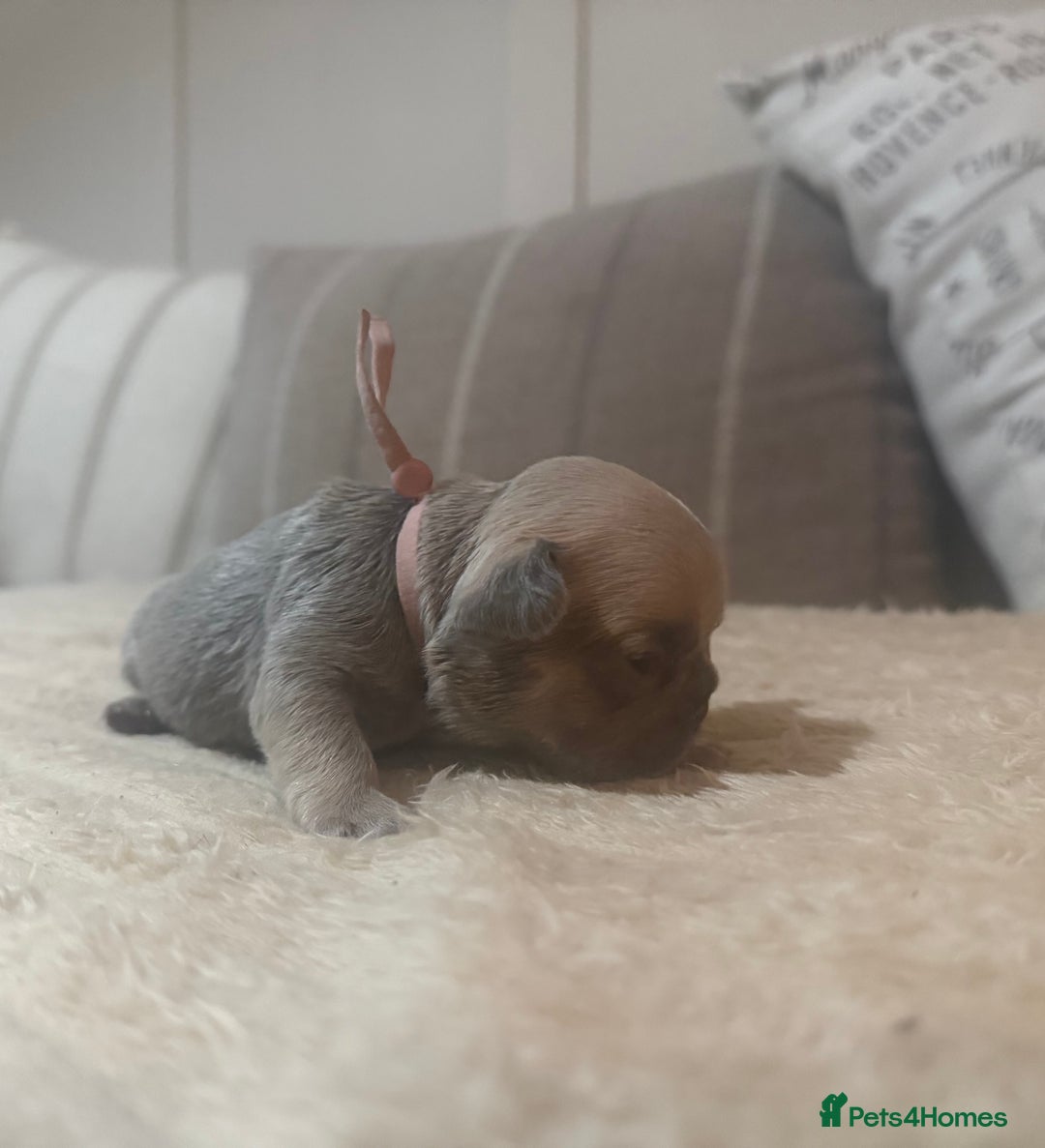 French Bulldog dogs for sale: French bulldog puppies - Advert 38
