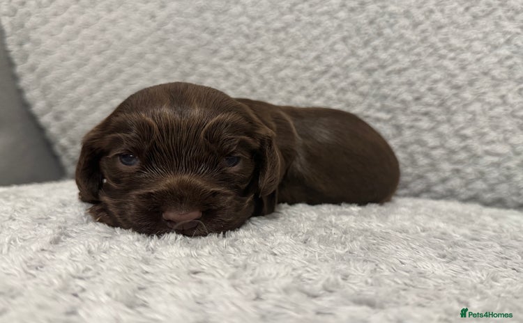 Cocker Spaniel dogs - Advert 6