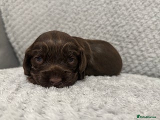 Cocker Spaniel dogs - Advert 1