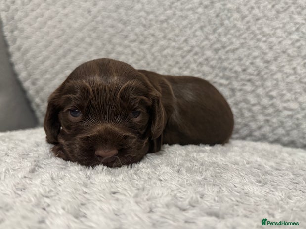 Cocker Spaniel dogs - Advert 5