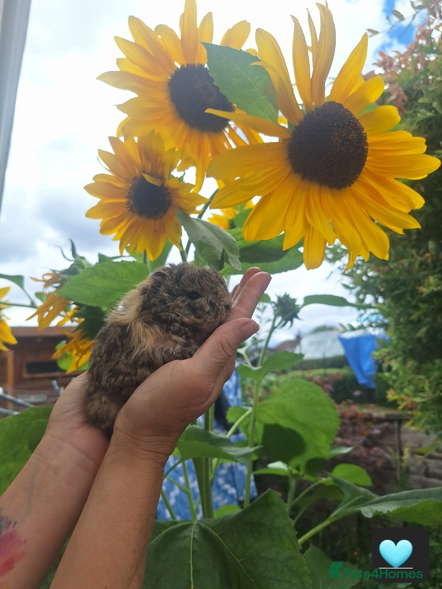 Guinea Pig rodents Longhaired baby guinea pigs  - Advert 1