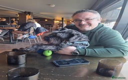 Miniature Schnauzer dogs for stud: Miniature Schnauzer Proven Stud - Image 2