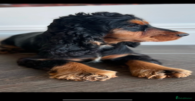 Cocker Spaniel dogs - Advert 7