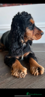 Cocker Spaniel dogs - Advert 7