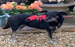 Mixed Breed dogs for adoption: Jane – looking for her forever home 🩷 - Image 2