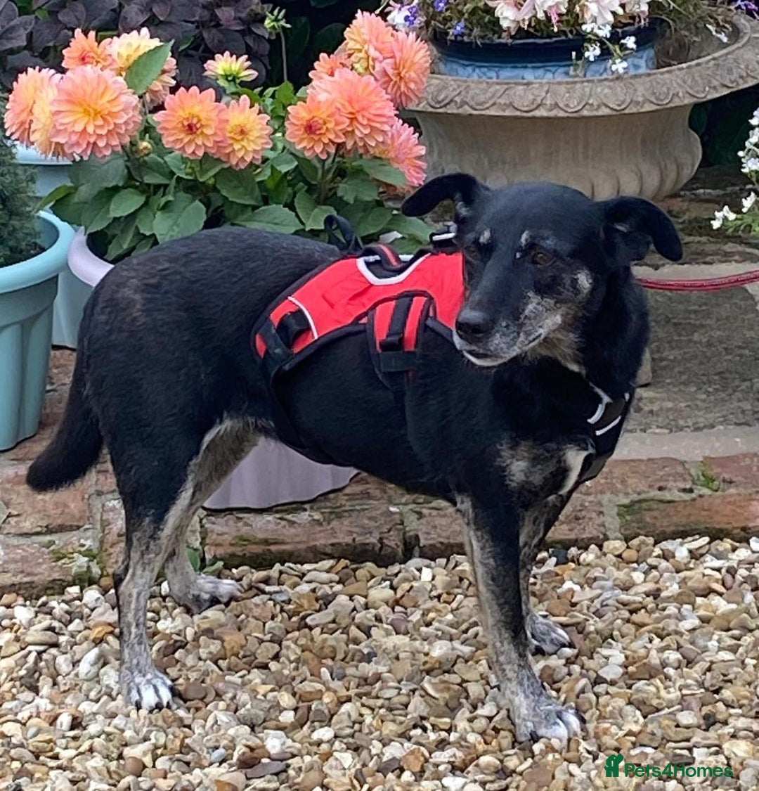 Mixed Breed dogs for adoption: Jane – looking for her forever home 🩷 - Image 2